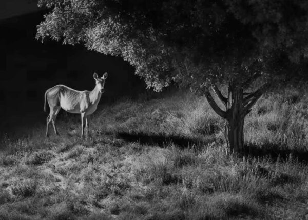 Reolink BP4G Outdoor Battery Camera 4K PTZ GO Ranger PT + Solar - Image 11