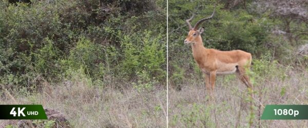 Reolink BP4G Outdoor Battery Camera 4K PTZ GO Ranger PT + Solar - Image 12